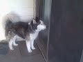 Diva Dog fetches basketball
