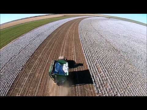 how to harvest cotton