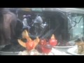 Candied Fruit Menagerie.mov
