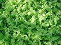 Hydroponic baby lettuce and micro-greens