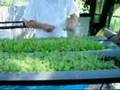 Hydroponic baby lettuce and micro-greens