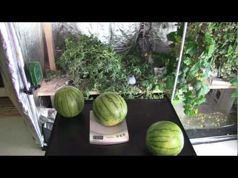 Commercial Hydroponic Growing Systems