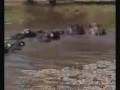 videos de kerkini lake - ELODIA
