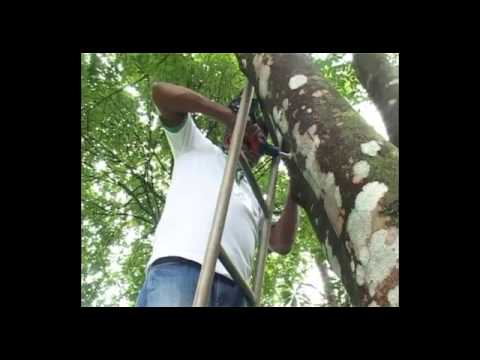 how to harvest agarwood