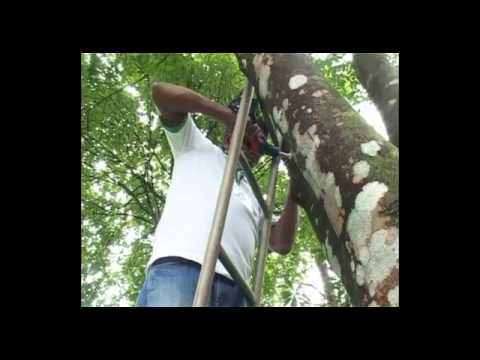 how to harvest agarwood