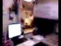 videos de windex