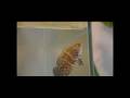 My Lovely Baby Fish オスカー　トカンチンス産の幼魚