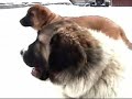 Mastiffs play.
