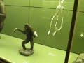 L'evoluzione dai primati all'uomo spiegata da Luca LucaRelli (feat. MarcoLux)
