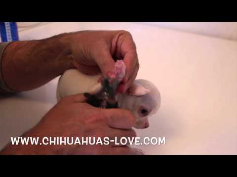 Click to View : Corte Uñas Cachorro Chihuahua