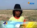 petani serang banten menanam semangka petani serang banten menanam semangka