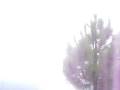 videos de Salman and Rauf Shah returning Patriata chairlift Murree 13 August 2008