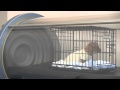 Pet Emergency & Specialty Hospital- What to expect