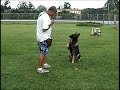 DEAD DOG...LEARN TO TRAIN THIS DEAD DOG...LEARN TO TRAIN THIS
