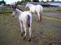 Appaloosa fewspot filly with mum