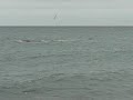 Peninsula Valdes-Ballenas