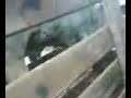 Pesando Boi Pesando Boi