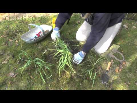 how to transplant snowdrops in the green