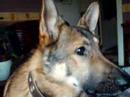 Dog Howling