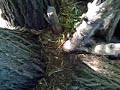 A Walk In The Park