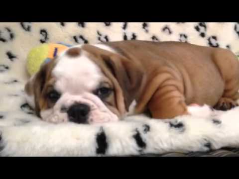 One handsome Victorian Bulldog puppy!!!
