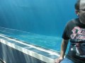 Sea Lions