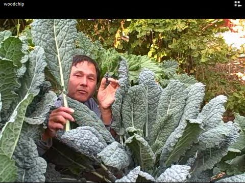 how to grow dinosaur kale
