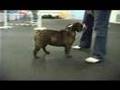 Deezel English Bulldog - Incredible Dog!