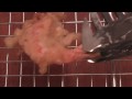 EL COCINERO FIEL CXVI - TEMPURA (FRANCIS PANIEGO)