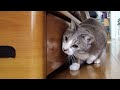 Stalking-Cat-2