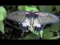 Biodiversity