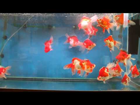 how to take care of a red ryukin goldfish