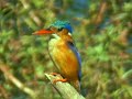 Malachite Kingfisher (Alcedo cristata)