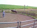 Cheyenne Cantering a bit Cheyenne Cantering a bit