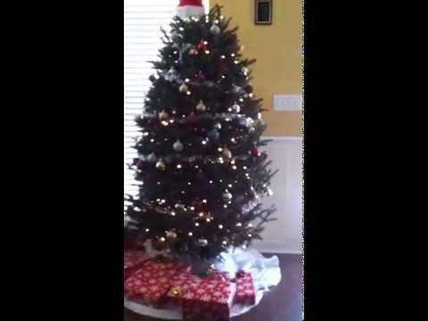 how to water a christmas tree