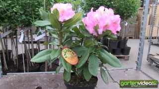 #1106 Rhododendron Hybride Arkadius 