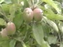 Congdon Orchards