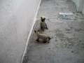 Duas Gatas em disputa Duas Gatas em disputa