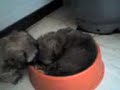 plato con perro