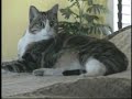 Cat Music Critic