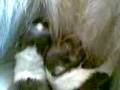 videos de Nana - maluchy