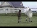 Elegancia andalusian filly