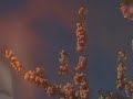 video by fingered