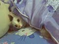 cat Thai 1.mp4