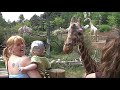 Feeding the Giraffes