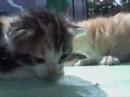 2 Kittens 2 Kittens
