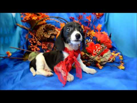 Pebbles AKC Black White Piebald Miniature Dachshund Puppy for sale.