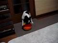 ボール破壊王