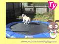 Ultra Kawaii - The Cute Games - Puppy Trampoline