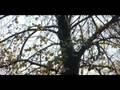 Full Version of Fall 2008